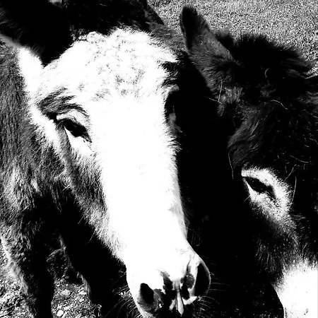 Gæstehus Biobauernhof Vilshof Tannheim